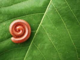 Millipede curled up on a green leaf. photo