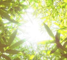 Background picture of green and shining bamboo branches photo