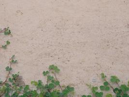 The background of the wall has a little grass. photo
