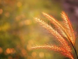 Scenery of flowers, grass and the light of the sun shining. photo