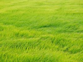 The green rice fields sway in the wind in the background. photo