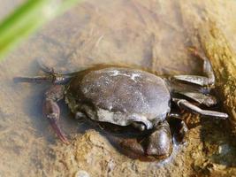 A large purple crab with strong shape in the water. photo