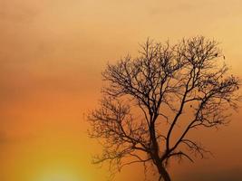 al anochecer la luz del sol es fuerte con los árboles. foto