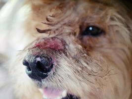 The dog has purulent scars on the nose. photo