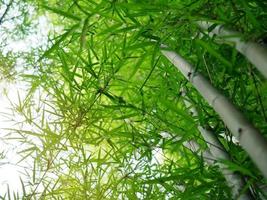 Bright green bamboo leaves with little shimmering. photo