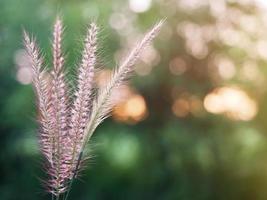 Scenery of flowers, grass and the light of the sun shining. photo