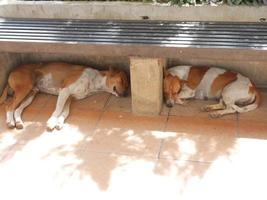 The dog was sleeping happily under the seat. photo