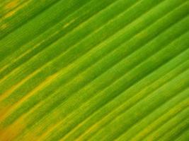 Yellow green banana leaf background for background work or insert text for advertising. photo