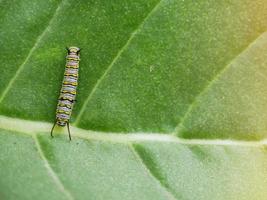 la oruga está subiendo en la hoja verde. foto