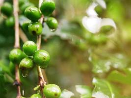 Coffee plants and fresh greens in a well-maintained farm. photo