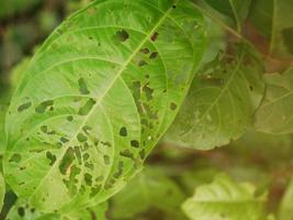 The leaves that have been gnawed and dented. photo