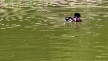 troupeau de canards sauvages flottant dans le lac video