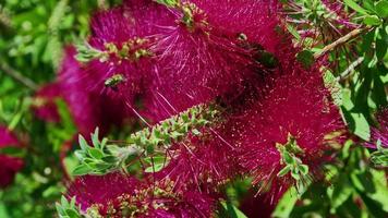 abeilles volant sur des fleurs de brosse de bouteille video