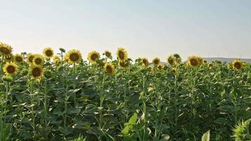 saison de récolte des champs de tournesol en été video