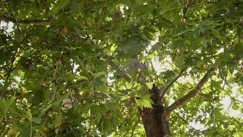 la luz del sol se filtra a través de los árboles y las hojas se balancean en el viento en verano video