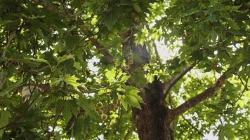 Sonnenlicht sickert durch Bäume und Blätter, die im Sommer im Wind schwingen video