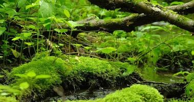 bellissimo ruscello nella foresta con pietre e muschio video