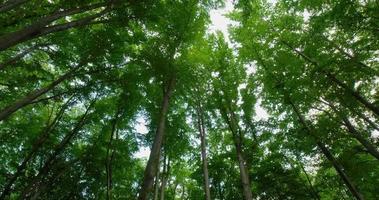 Landscapes of beech in the springtime video