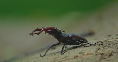 stag beetle close up