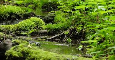 belo riacho na floresta com pedras e musgo video
