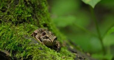 Close up of frog in the forest video