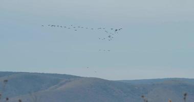 paisaje con una bandada de cormoranes sobre las montañas video