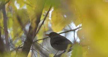 de gewone merel of turdus merula aan de boom video