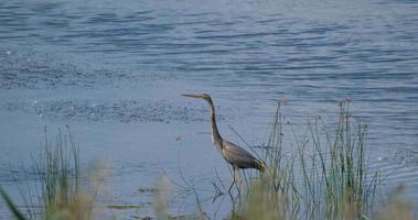 garza púrpura o pájaro ardea purpurea en el estanque video