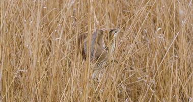 Eurasian bittern or Botaurus stellaris bird in the bush video