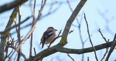 Hawfinch ou coccothraustes coccothraustes oiseau sur l'arbre