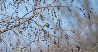 la cinciarella eurasiatica o cyanistes caeruleus sull'albero video