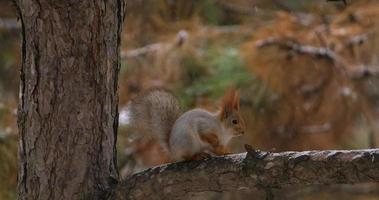 primo piano di scoiattolo sull'albero in inverno video