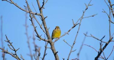 Verdone europeo o uccello chloris chloris sull'albero da vicino video