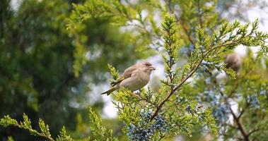 Common chaffinch or Fringilla coelebs bird close up video