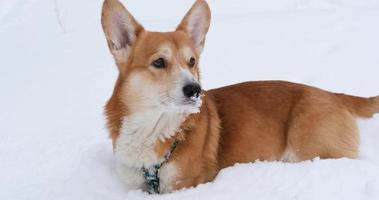 Corgi dog portrait in the snow video