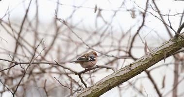 Common chaffinch or Fringilla coelebs bird close up video