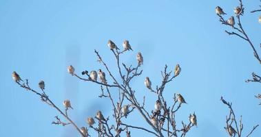 carduelis ou chardonneret européenclose up video