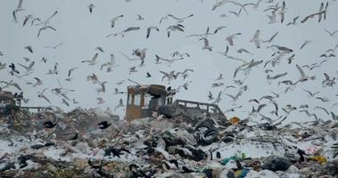 birds in the landfill video
