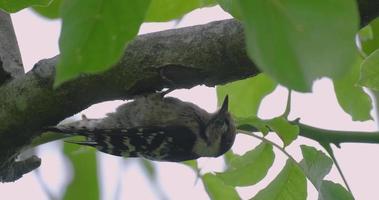 Pic épeiche ou dryobates oiseau mineur sur l'arbre video