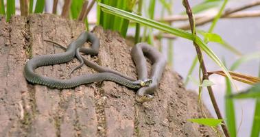 la serpiente de hierba o natrix natrix cerca del río video