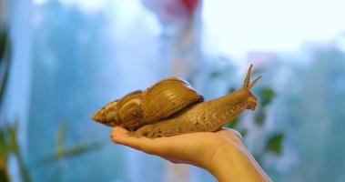big snail on hand