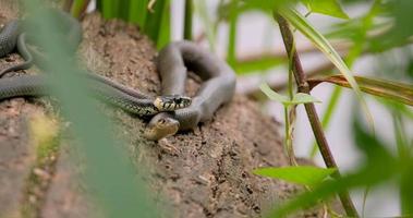 The grass snake or Natrix natrix near river video
