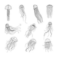 Jellyfish Illustrations in Art Ink Style vector