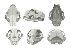 Skull of a Cat in Different Projections vector