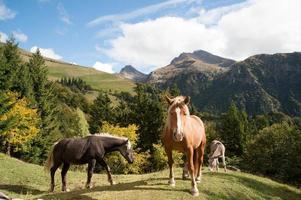 Grazing   in  horses photo