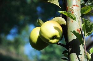 Apples ripening on the tree photo