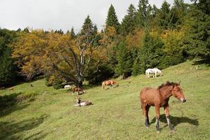 caballos pastando naturaleza foto