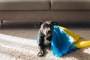 The Amstaff dog is wrapped in the flag of Ukraine photo