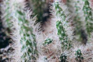 Dwarf cactus with thorns on close-up photo