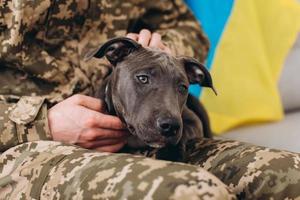 A Ukrainian soldier in military uniform is sitting on a sofa with his faithful friend, an Amstaff dog, on the background yellow and blue flag. photo